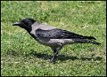 _9SB9799 hooded crow
